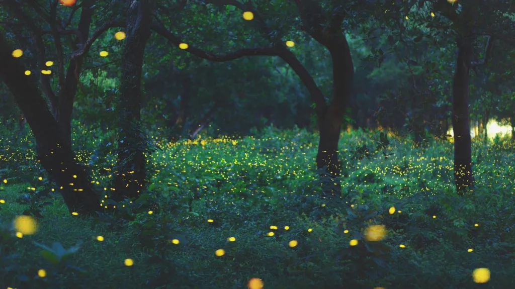 things to do in the smoky mountains - synchronous fireflies
