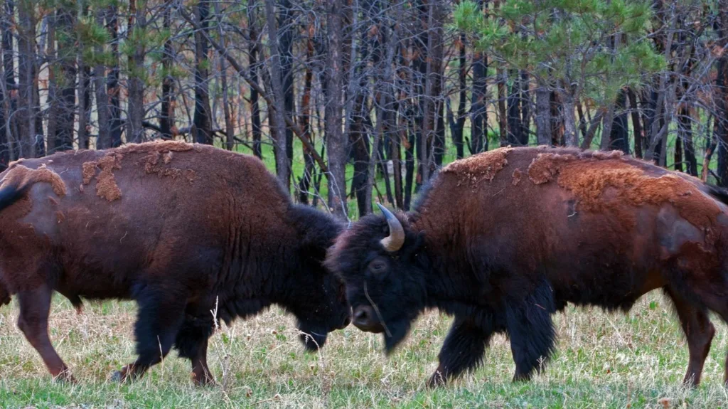 What to Do in South Dakota -- Bison at Wind Cave National Park