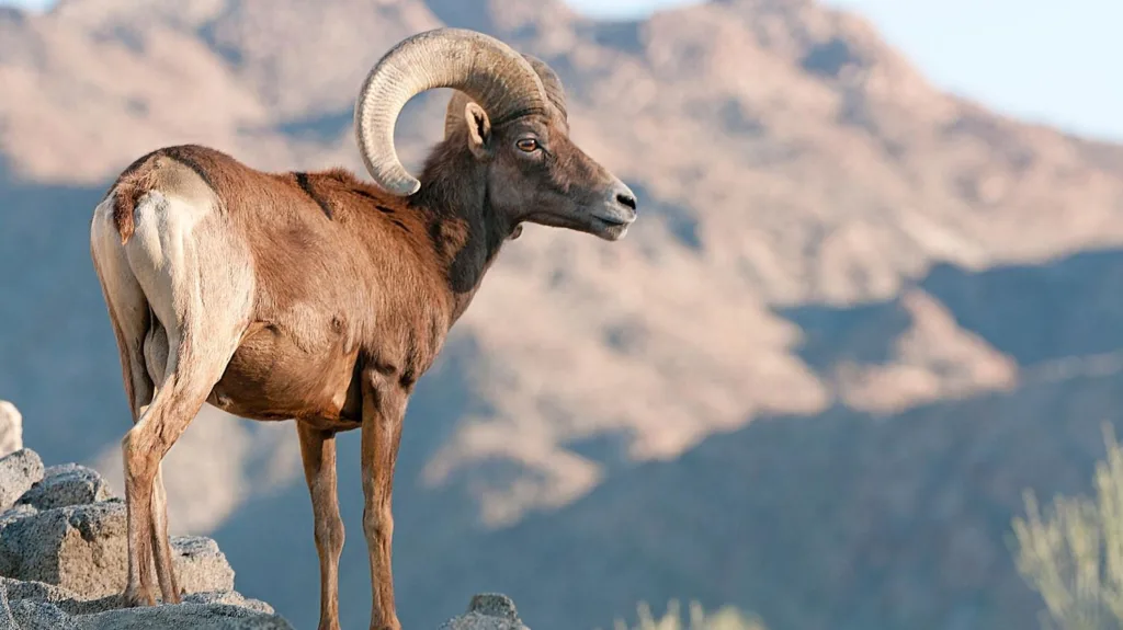 What to do in South Dakota - Big Horn Sheep in the Black Hills